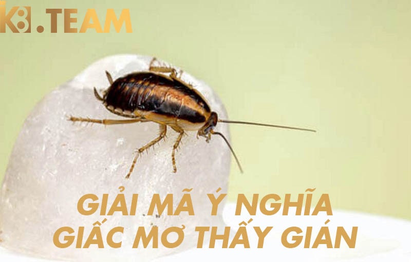 Mơ thấy gián là điềm gì