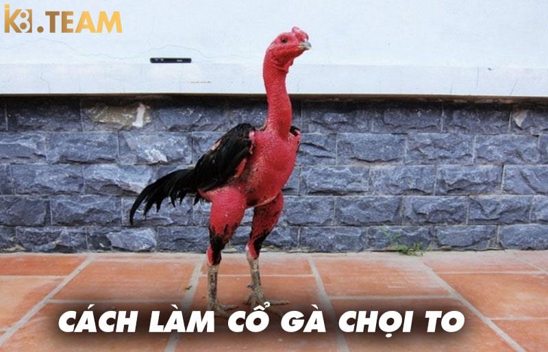 Hướng dẫn cách làm cổ gà chọi to