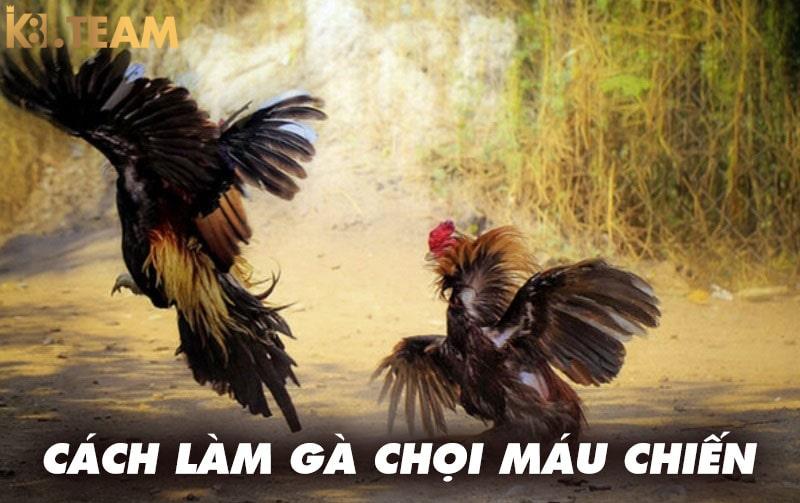 Cách làm cho gà chọi máu chiến