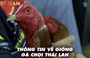 Thông tin về giống gà chọi thái lan