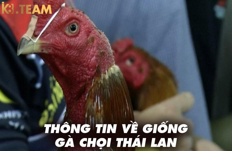 Thông tin về giống gà chọi thái lan