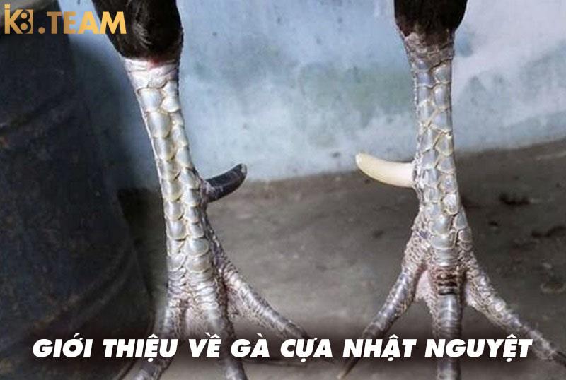 Giới thiệu gà cựa nhật nguyệt