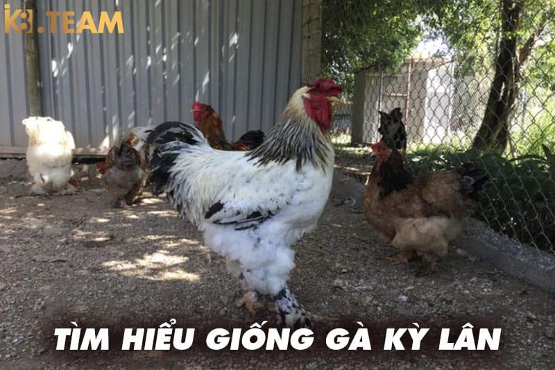 Tìm hiểu về giống gà kỳ lân