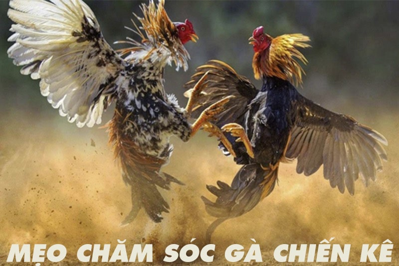 Mẹo chăm sóc gà chiến kê