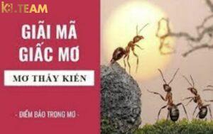 Mơ thấy kiến điềm gì