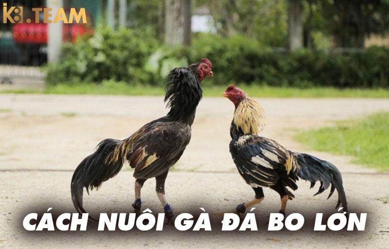 Cách nuôi gà đá bo lớn