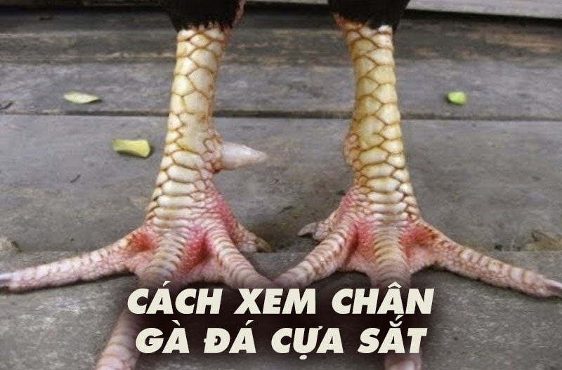 Cách xem chân gà đá cựa sắt