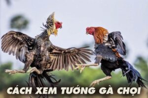 Cách xem tướng gà chọi