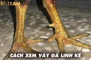 Cách xem vảy gà linh kê