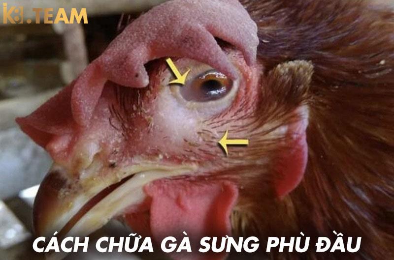 Cách chữa gà sưng phù đầu