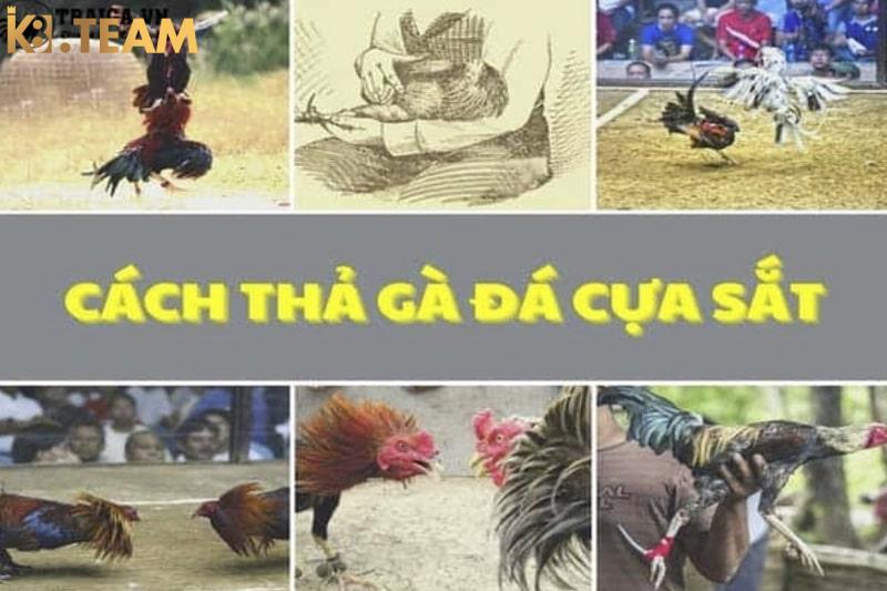 Cách thả gà đá cựa sắt